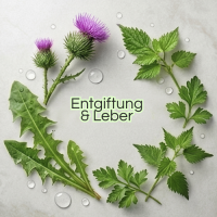 Entgiftung &amp; Leber