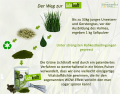 Grüne Lichtkraft Bio-GrasSAFT Kapseln 100g 250 St. im Braunglas